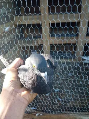 Pigeon