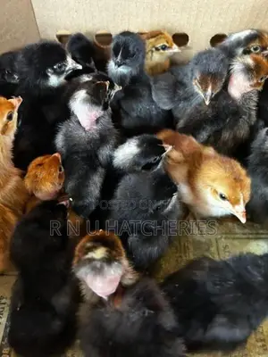 Day Old Chicks