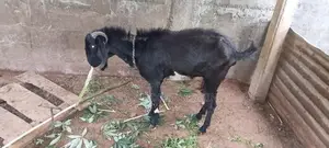 Farm Goat