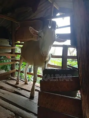 Sahanan Goat