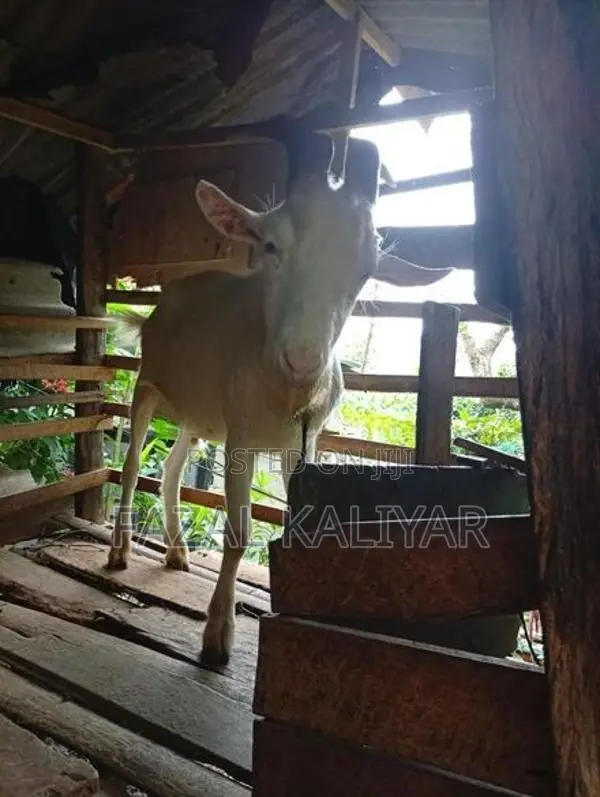 Sahanan Goat
