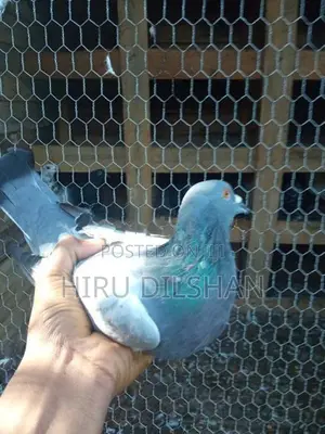 Pigeon