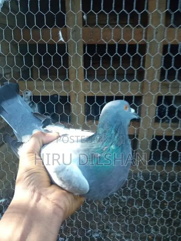 Pigeon