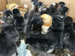 Day Old Chicks