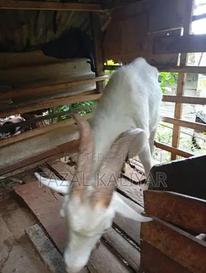 Sahanan Goat