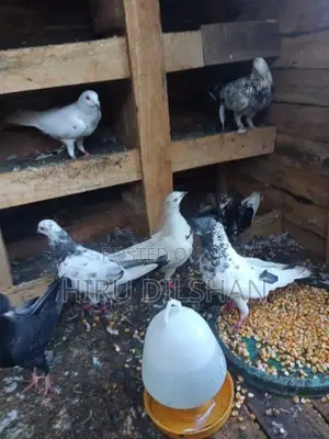 Pigeon