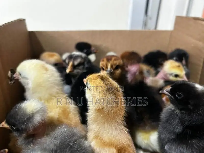 Day Old Chicks