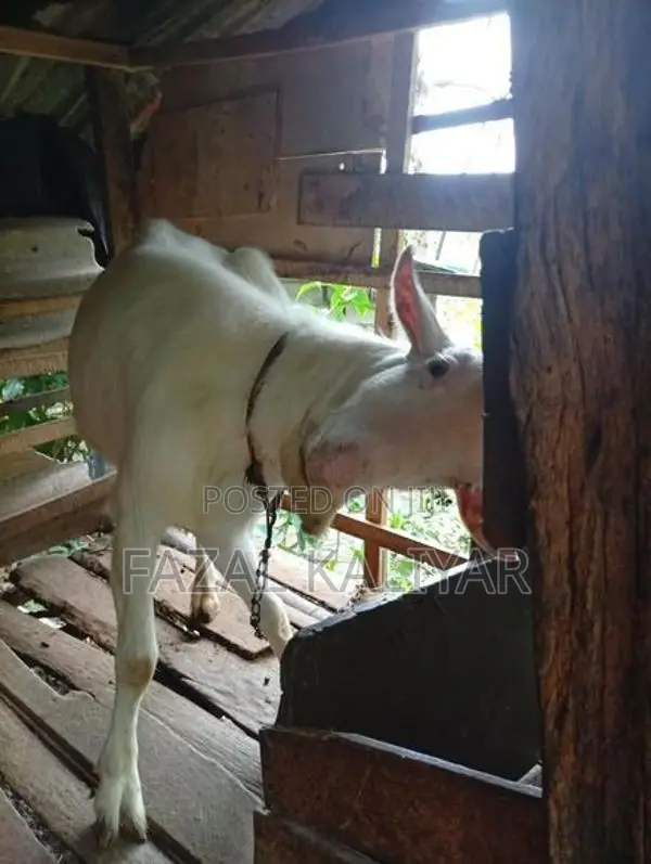 Sahanan Goat