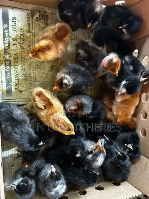 Day Old Female Chicks