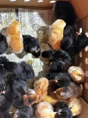Day Old Female Chicks
