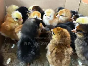 Day Old Female Chicks