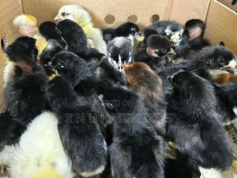 Day Old Female Chicks
