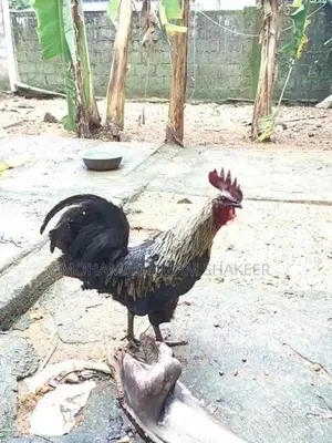Chicken