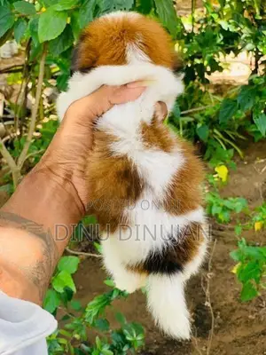 Shih Tzu Puppy