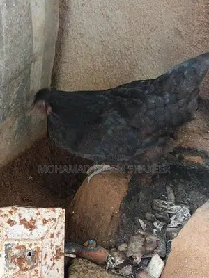 Chicken