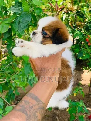 Shih Tzu Puppy