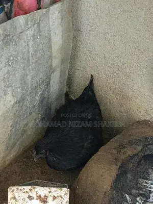 Chicken