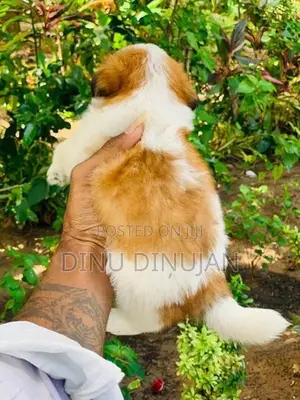 Shih Tzu Puppy