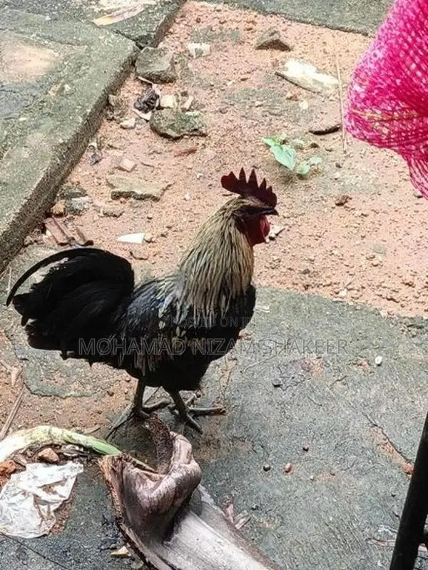 Chicken