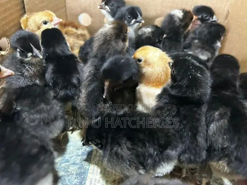 Day Old Chicks
