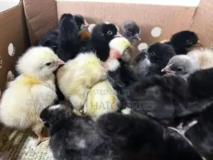 Day Old Chicks