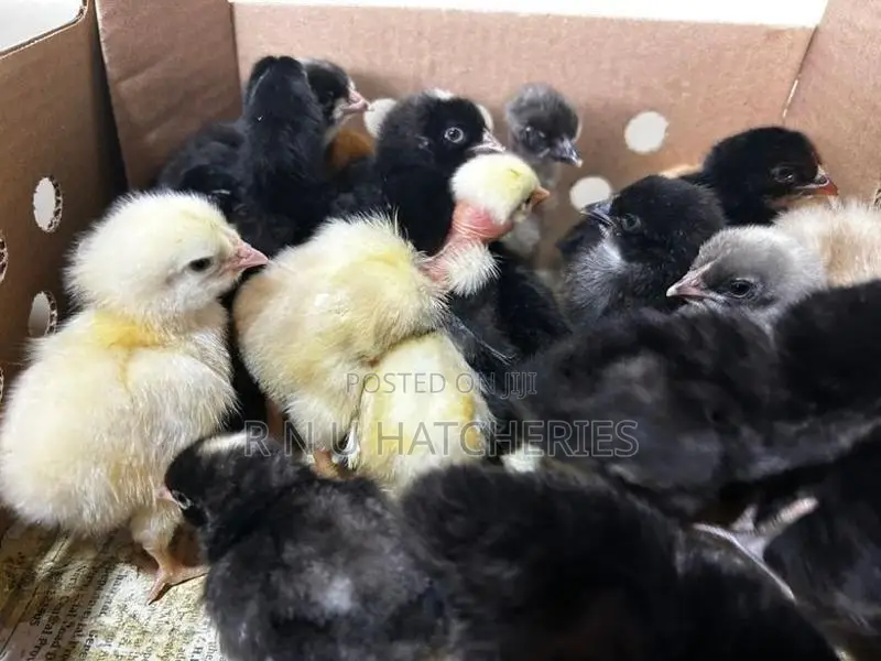 Day Old Chicks