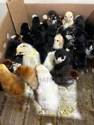 Day Old Chicks