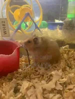 Hamster