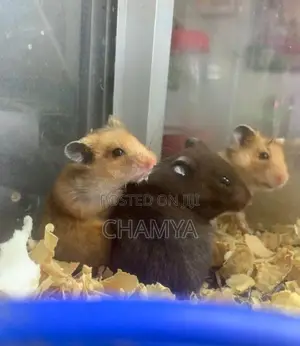 Hamster