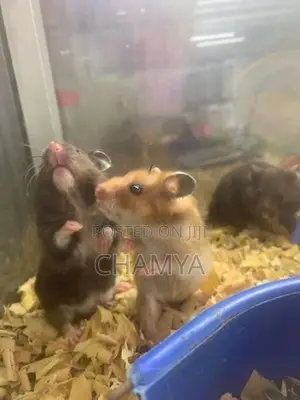Hamster