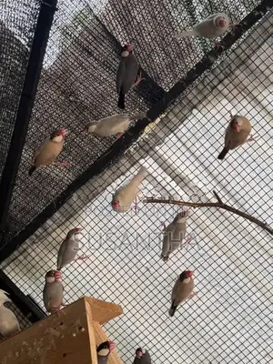 ජාව කුරුල්ලන්