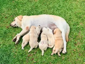 Labrador Puppies