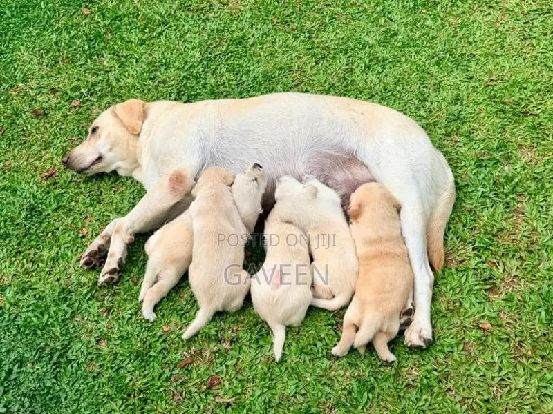 Labrador Puppies