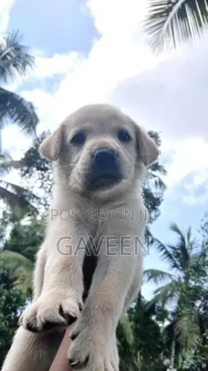 Labrador Puppies