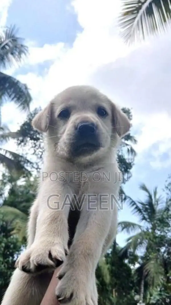 Labrador Puppies