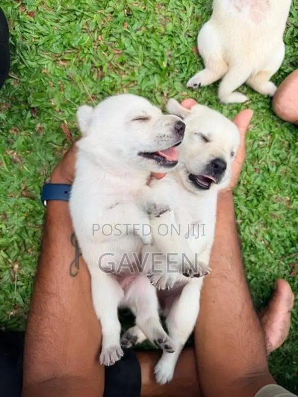 Labrador Puppies