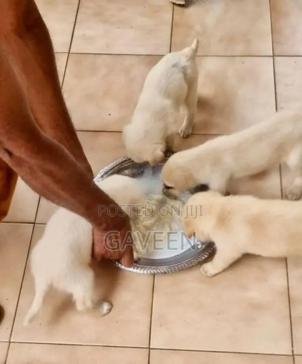 Labrador Puppies