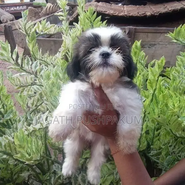 Shih Tzu Puppies