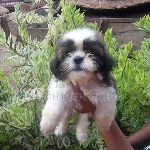 Shih Tzu Puppies