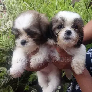 Shih Tzu Puppies
