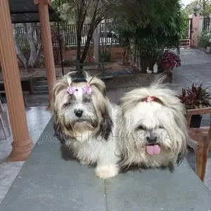 Shih Tzu Puppies
