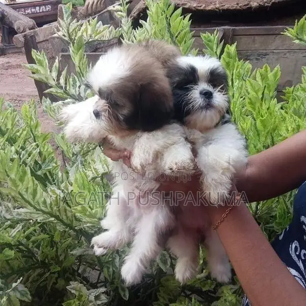 Shih Tzu Puppies