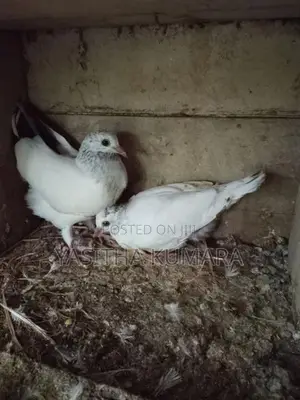 කීරන් පැටවුන්