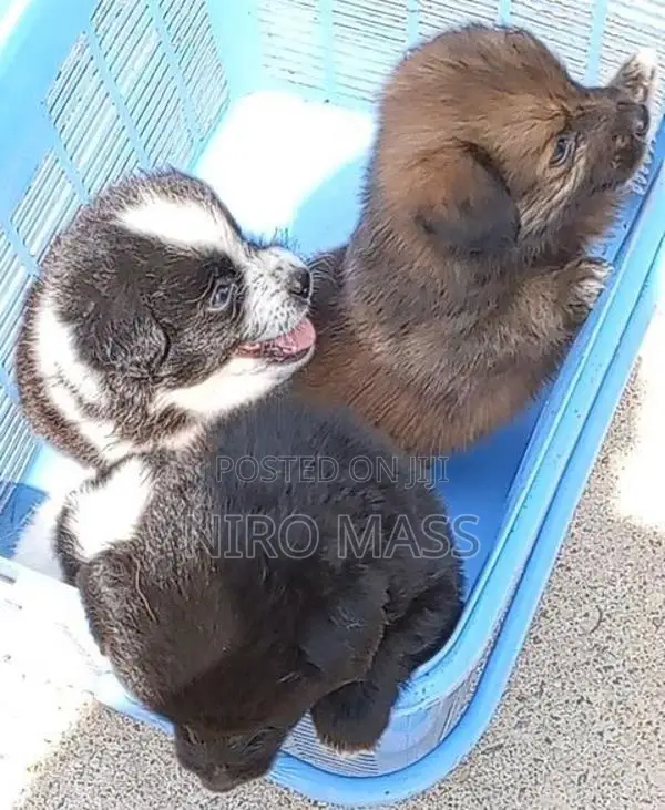Lion Pomeranian