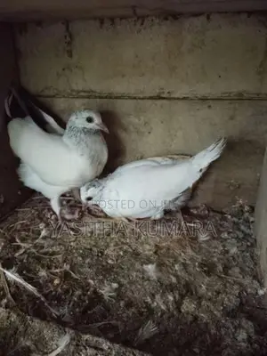 කීරන් පැටවුන්