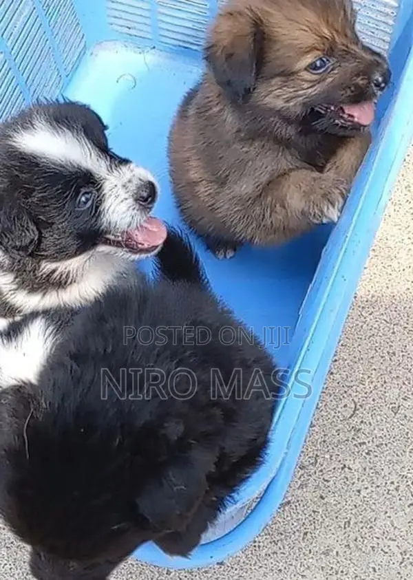 Lion Pomeranian