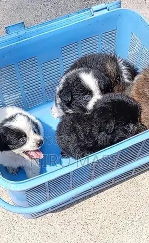 Lion Pomeranian