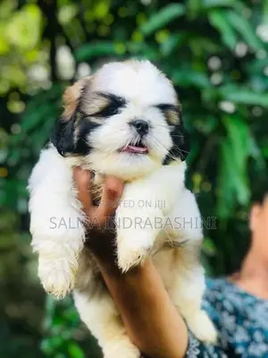 Shih Tzu Puppies