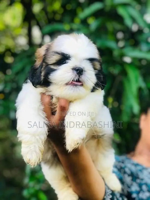 Shih Tzu Puppies