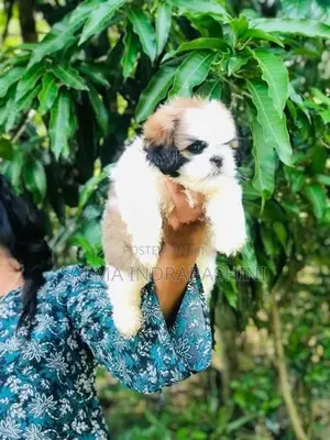 Shih Tzu Puppies